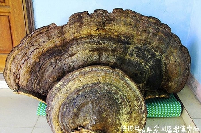 a537|伐木工发现70公斤千年灵芝,妻子卖8千块,网友:厨房刀藏好?