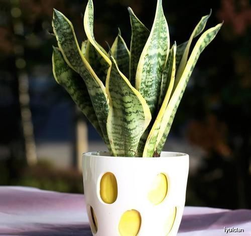 茶花|换盆的最佳时节到了，错过了绝对后悔