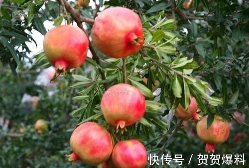 家有五树,儿孙都富!有院子建议栽5种树,看花,收果,寓意吉利