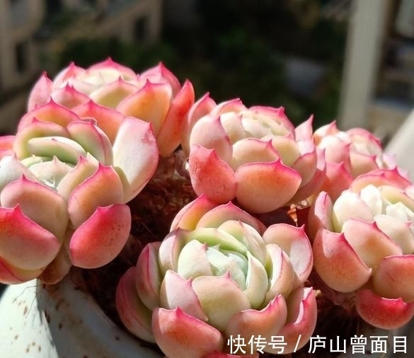 多肉贝瑞越养越好看,一朵朵像包子一样,能不喜欢吗?