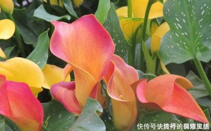 欧石南|5种花，爱花之人都抢着养，开花漂亮又好养，人见人爱