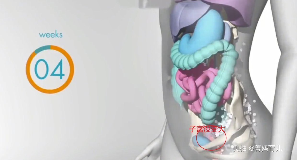 血液|怀孕之后,胎儿把妈妈的内脏挤到哪去了?十张高清图带你了解