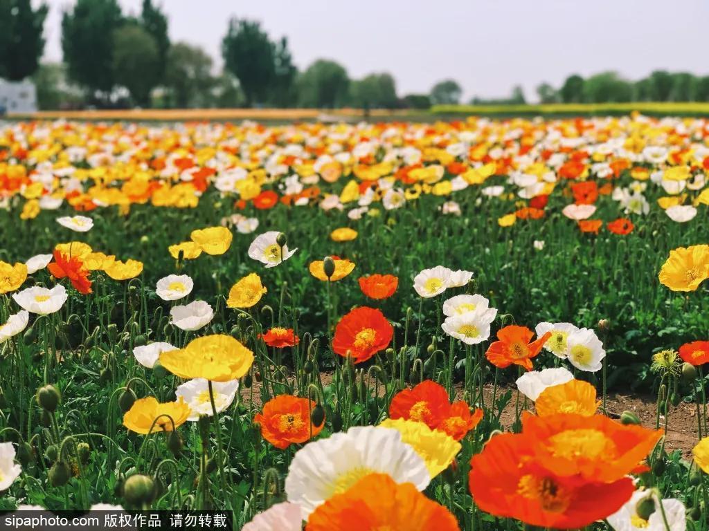 细“鼠”点滴:极不平凡的2020年,看完竟然默默流泪了!