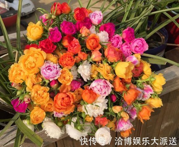 养护|偷偷给妈妈养的太阳花狠狠剪了个光头，一个月后开花爆盆，真值