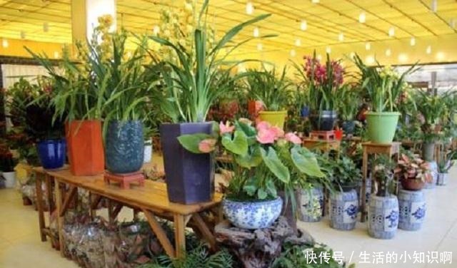 在花卉市场买花,要牢记“3不看”,不然买回“假花”,一养就死!