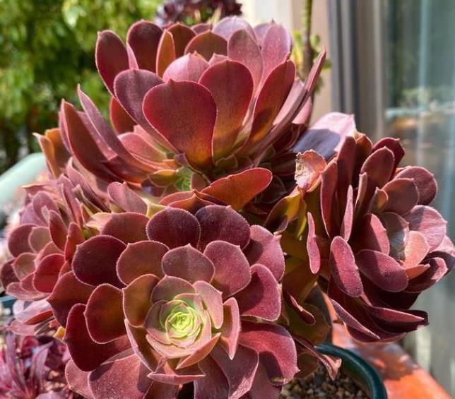 8、9月份养多肉,4个要点要谨记,“秋老虎”来了也不怕