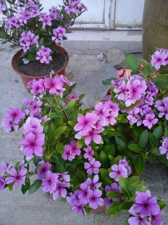 10种花适合养窗台，晒晒太阳，浇浇水，一年300多天都开花