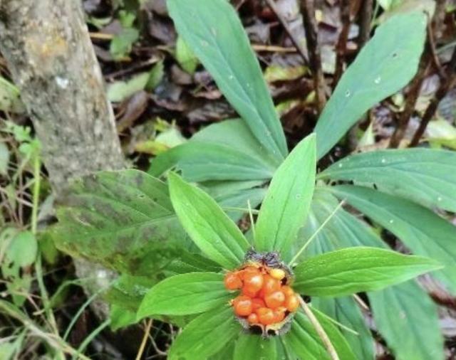 阳台上|“珍贵”的1种野草,在竹林里“不显眼”,殊不知,280元1斤