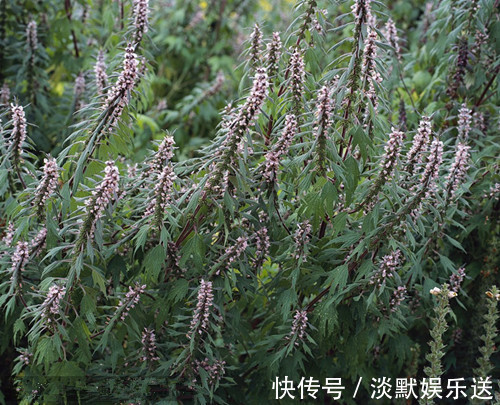 益母草|十个女人九个腰痛,用此物煮粥吃,腰变灵活了,还能清除体内垃圾