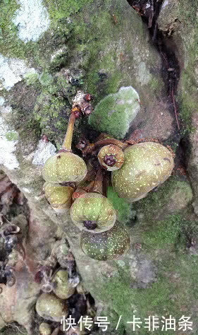 羊蹄甲|南方有嘉木,花开如凤凰