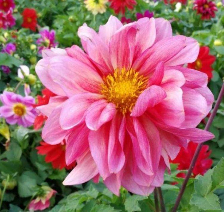 ?家里种这些花朵,花开繁盛惹人爱,养出漂亮花海,值得拥有