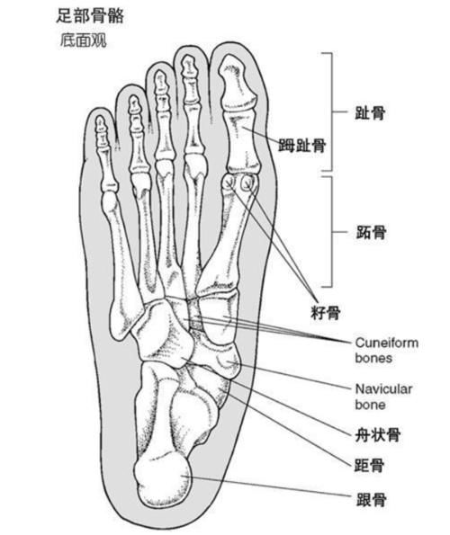 平足是什么样子图片