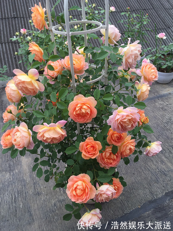 私人小花园|阳台养花选这款,花量巨大,可做花墙,全年可开花,漂亮又好养