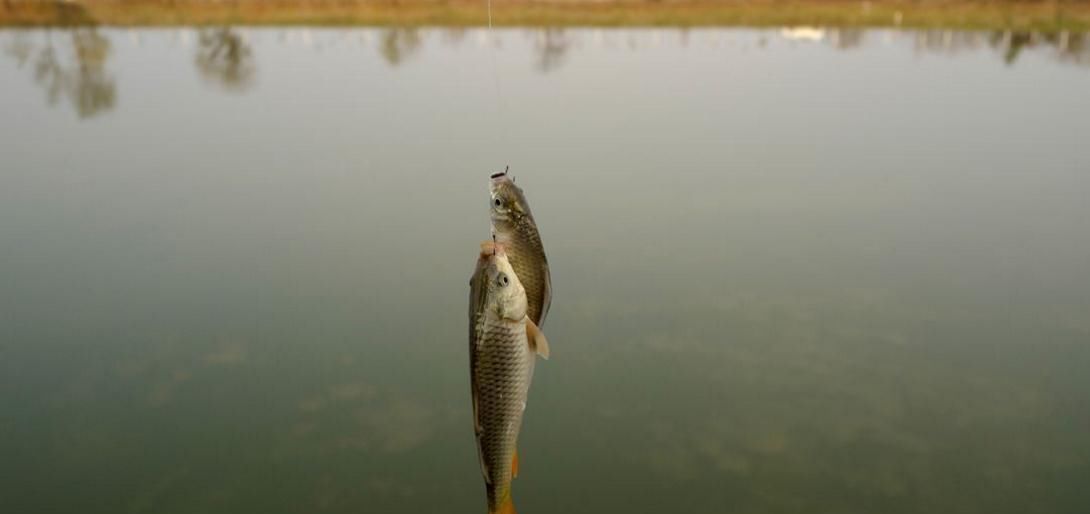 台钓钓鱼的时候,有什么办法让双钩同时中鱼办法是有,但不敢用