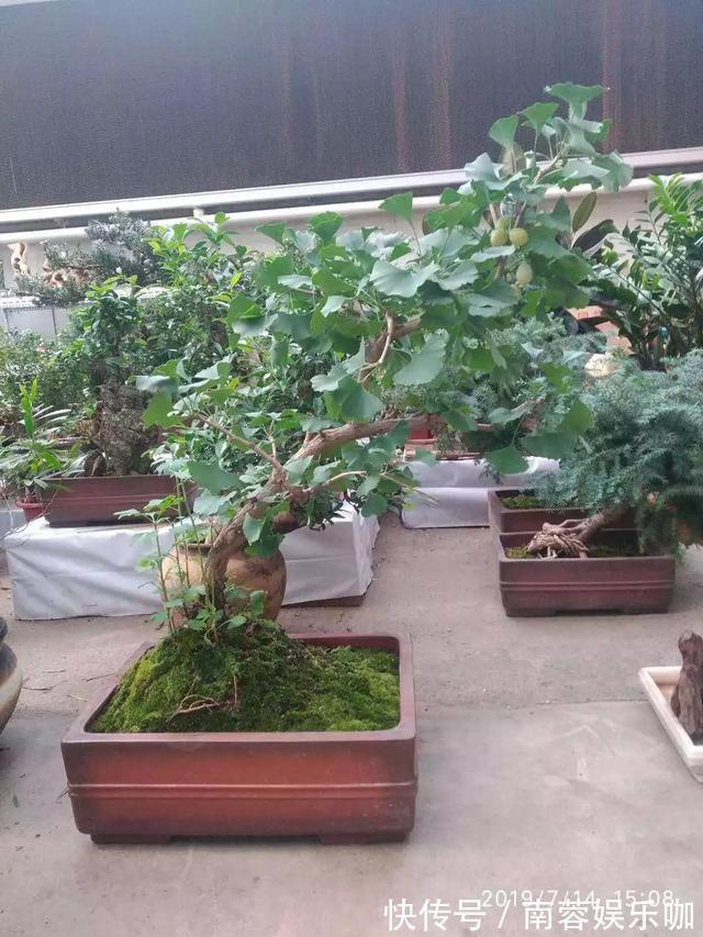 对花有一种特殊的情怀,能养几十年的花,养1盆当传家宝!