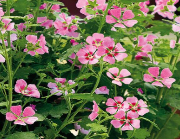 王大叔养的这盆栽,1年365天都开花,花团锦簇好看极了,好养活