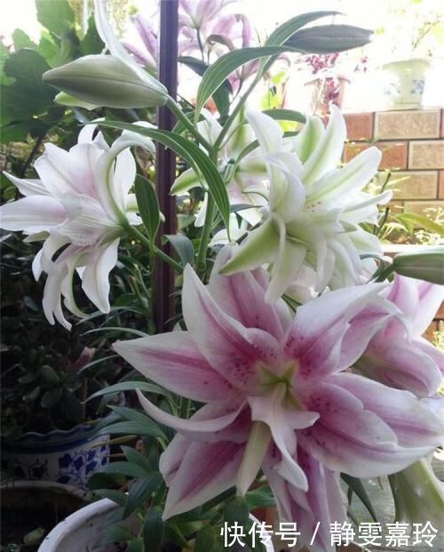 好养漂亮的“4种花”,阳台室内养一盆,浇水就长爆盆,开花不断