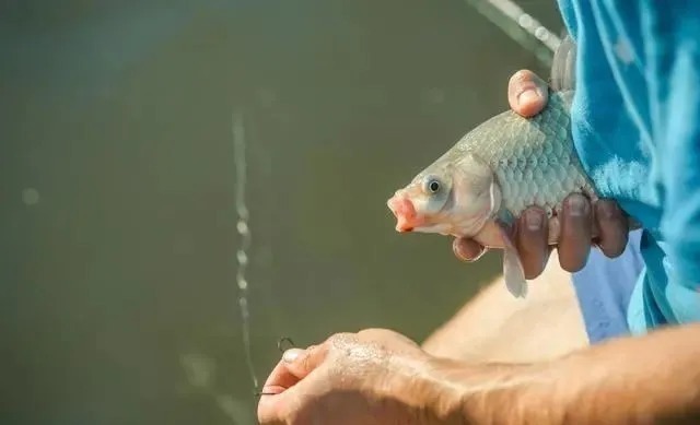 鲫鱼最爱的饵料不在渔具店，而在菜市场，这3样东西混合就可以