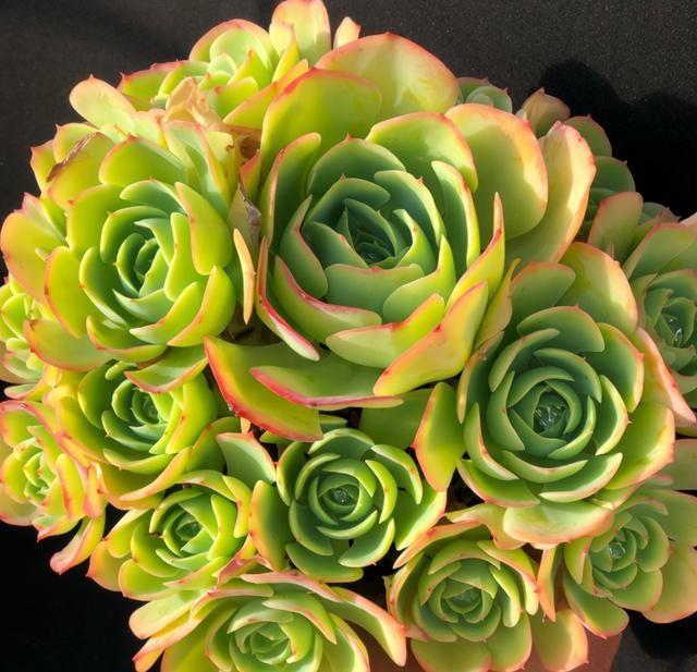 其实它是柠檬玫瑰多肉品种,拿来送人简直不能再好!