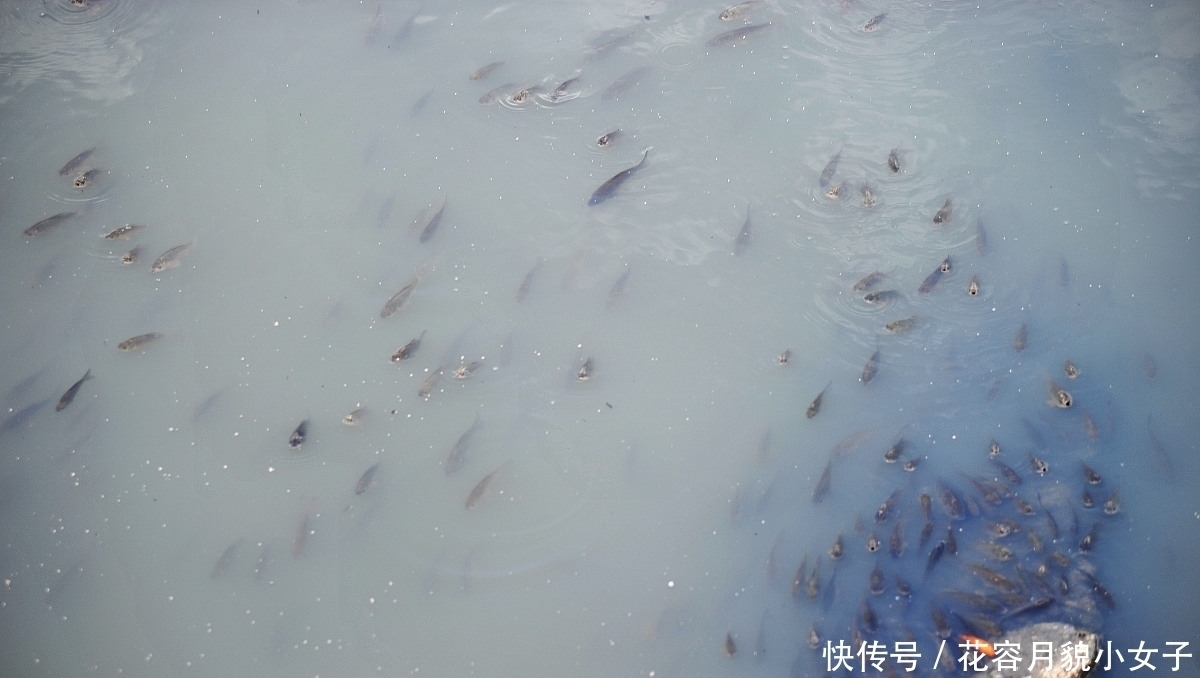 为啥|为啥第一天鱼情好,第二天钓不到鱼钓位饵料都一样