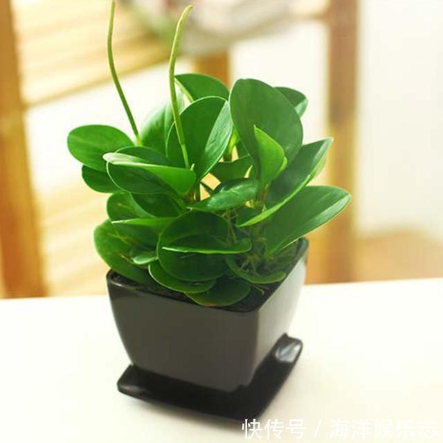 叶片|这花称为“电脑杀手”，桌边放几盆减少辐射，养得肉嘟嘟更具生机