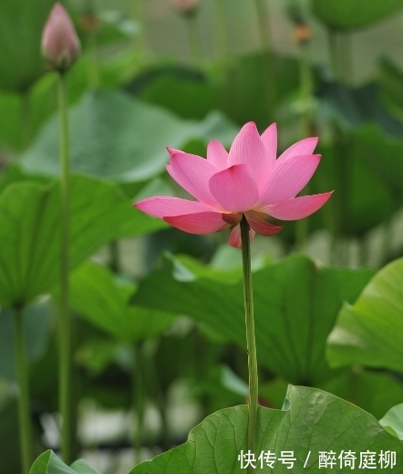 云开见月明|11月22日开始,4属相桃花朵朵开,招财添贵喜事多,收获满满