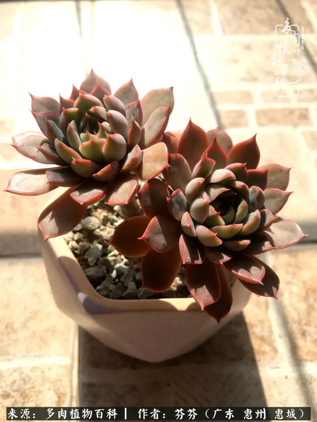 养花|一种爱好就是一种境界，养花养多肉可以培养一个人的心境！