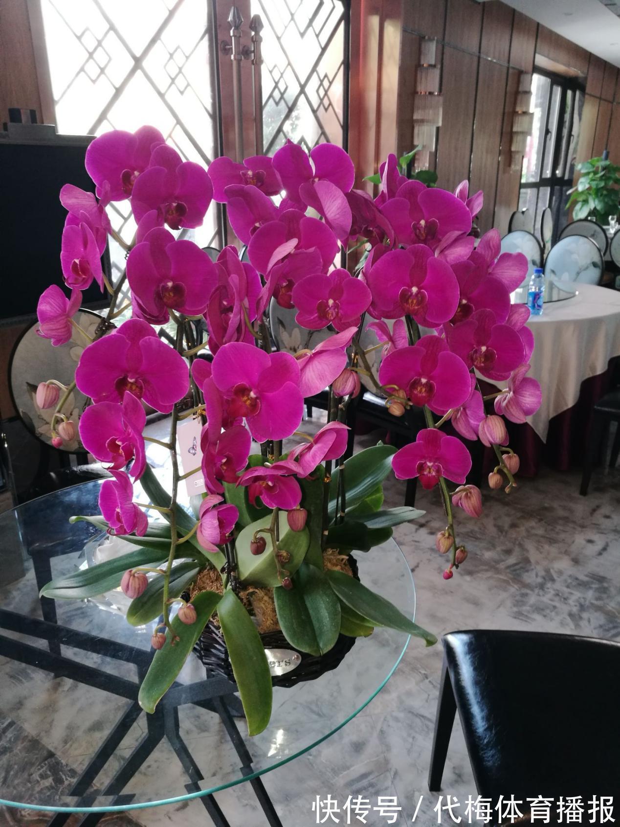 浇水|蝴蝶兰被扔路边,捡回去能养活吗?按这4点操作,开花长叶子易