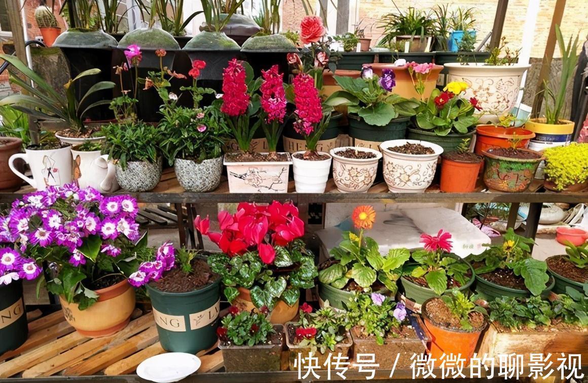 橙子皮|这3种食物废料别乱扔,自制无臭有机花肥,邻居们都羡慕坏了