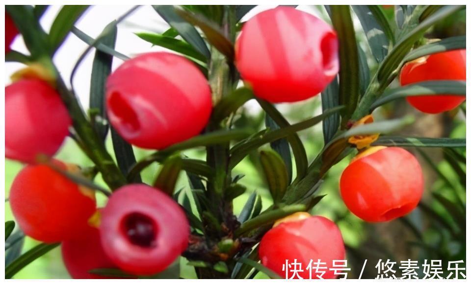 石榴多酚|想长寿得会吃,常吃以下3种食物,排毒清肠、护肝明目、改善体质