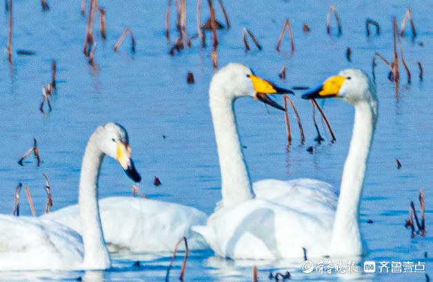 中年|成群的天鹅水中嬉戏，济南这片湖泊美醉了