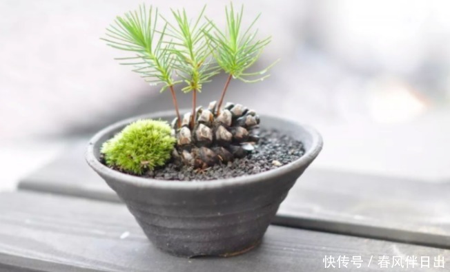 怎么让养花更富有趣味?多收集松果,学着这般处理