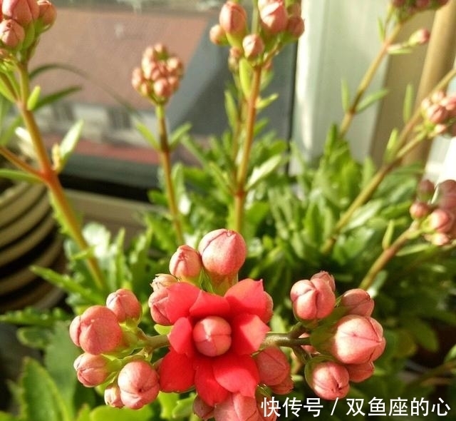 长寿花“夏必死”?避开误区“撒欢长”,还能再绽放小半年