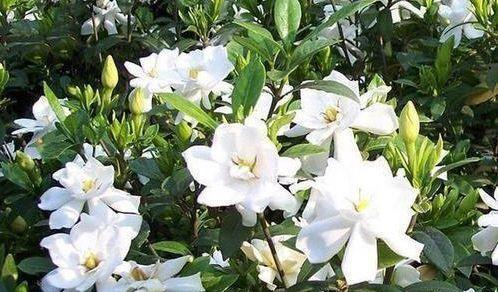 4种漂亮花,好打理易爆盆,阳台变花海,越养越喜欢