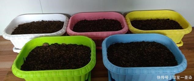 巧用磷酸二氢钾，花开不断，个子还大！