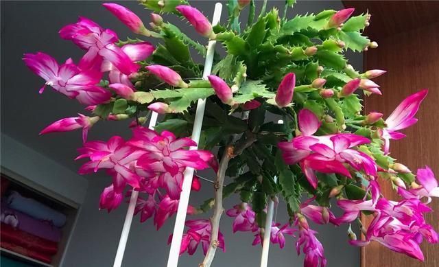 红花花|九月，养花就选这6种，开花美好养活！