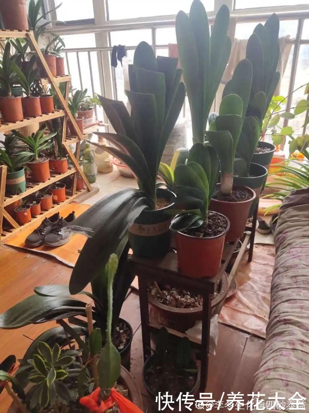 花苞|天热了，20种花最怕浇水，浇得越多，死得越快