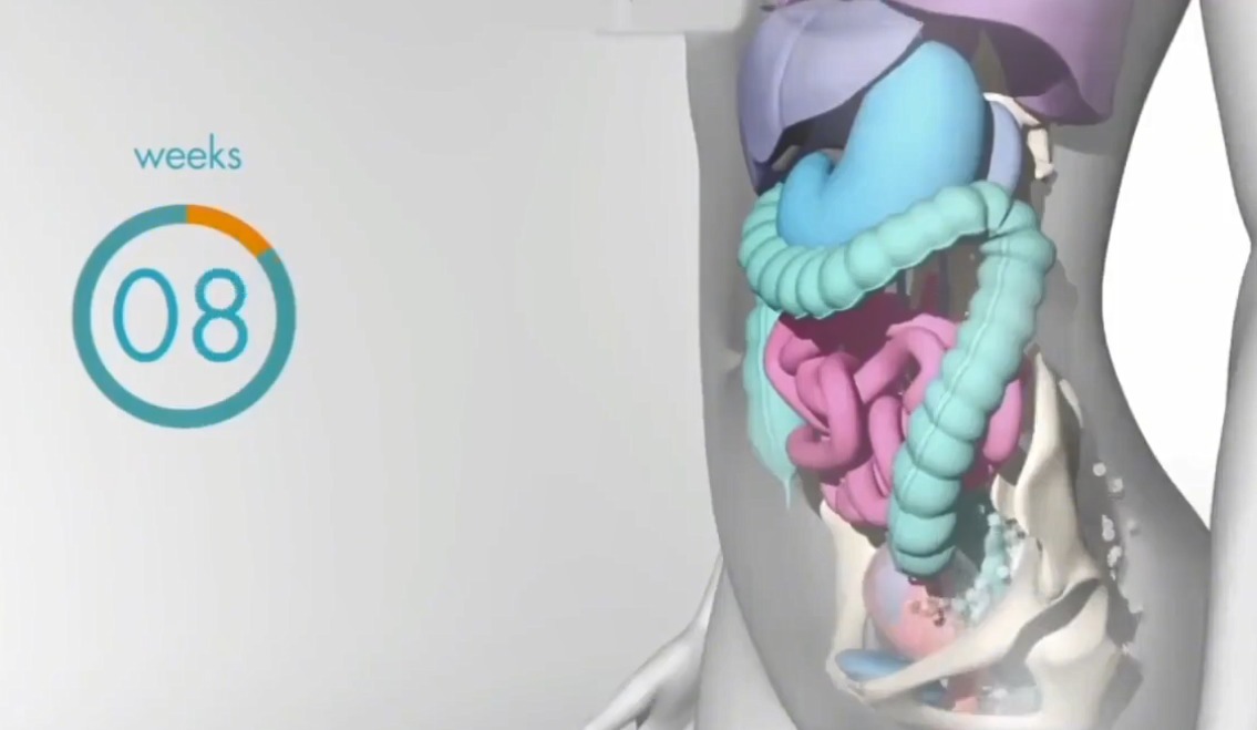 怀孕|怀孕之后,胎儿把妈妈的内脏挤到哪去了十张高清图带你了解