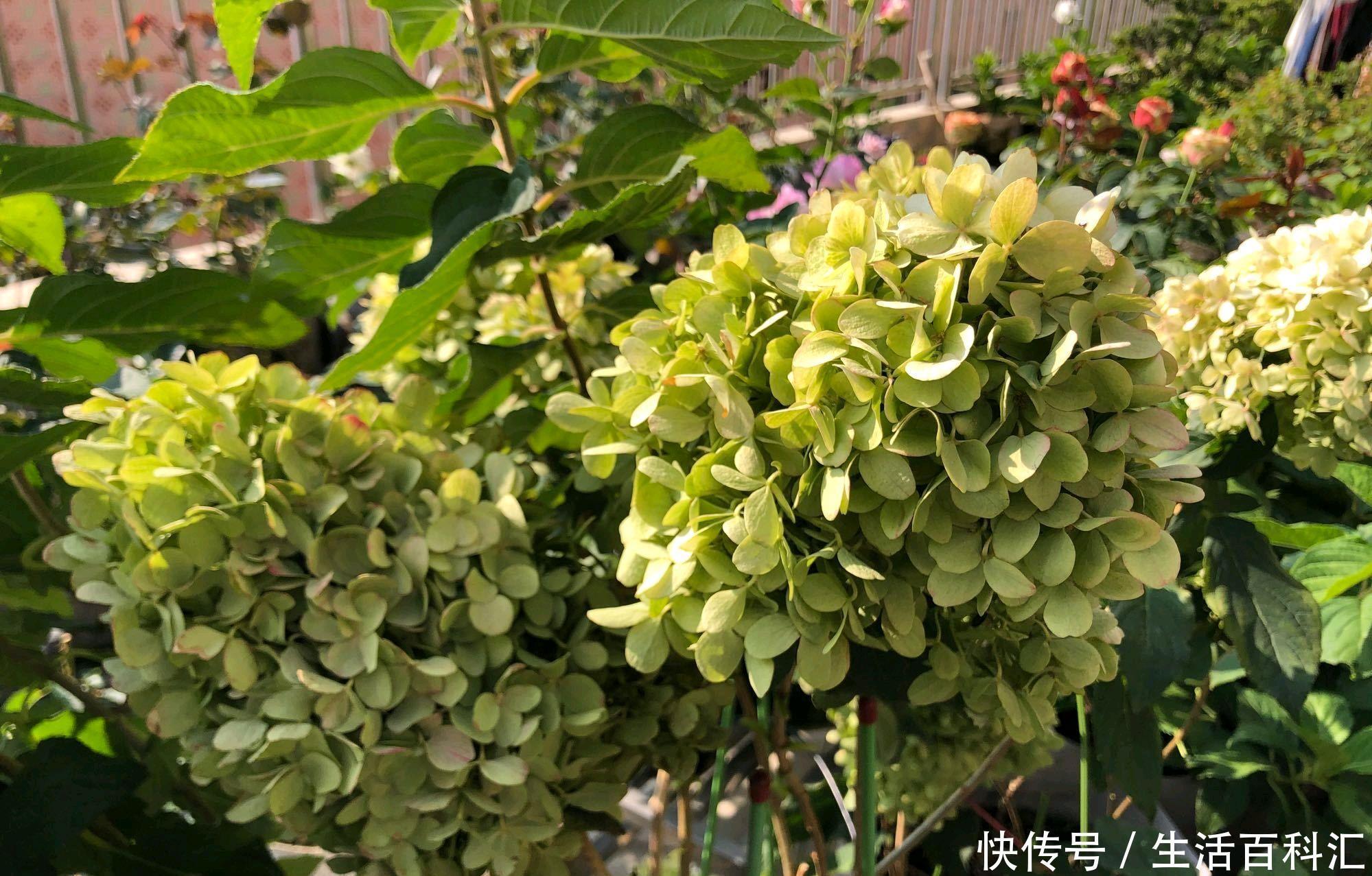 新芽|绣球花冬季才长新芽,会影响绣球花越冬吗,如何保证明年早开花