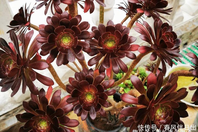 法师|喜欢多肉丛林桩却不知道怎么养成?其实只需要简单的一步操作便可