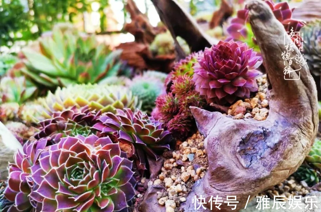 框子|这多肉拼盘这么仙!如何制作达人手把手教你制作长生草拼盘!