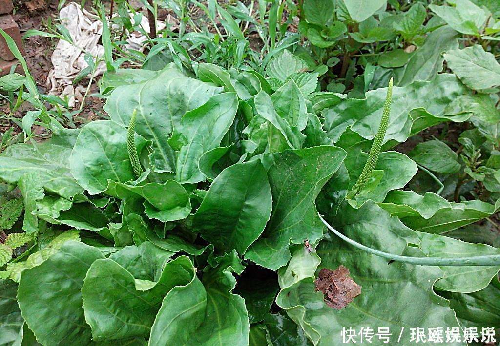 铁马鞭|车前草居然有这些功效我居然不知道！快让亲人看看！