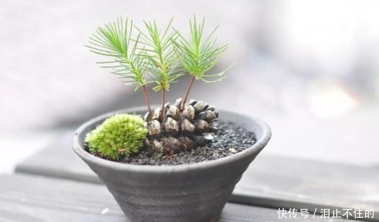 公园有“黑球”就捡回家,插土里浇点水,半月发新芽,半年成盆景!