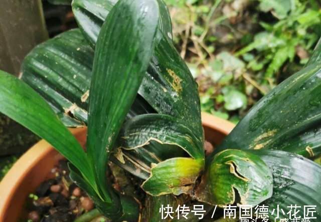 叶片|8月养君子兰“3不急”,注意“2点”,叶片油绿开花艳