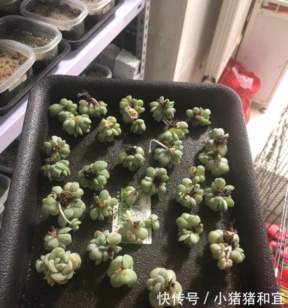 僵苗|多肉发根缓慢,增加“湿度”,加湿不是浇水,千万别搞混了