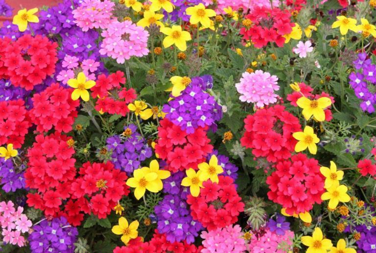 花卉植物中的“美女”,容易爆盆还好看,随便一养就是一片花海