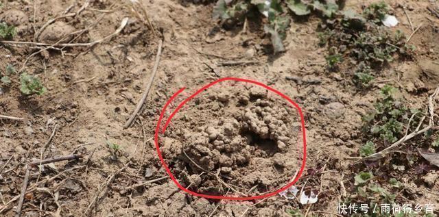 钓鲤鱼不需要太多料混合,配对这两种料,一年都不用换了