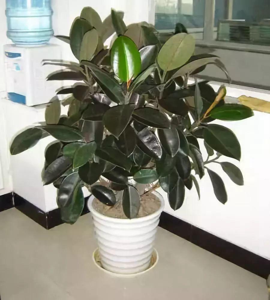 这花就得饿着养,盆越小、水越少,反倒长得更来劲!