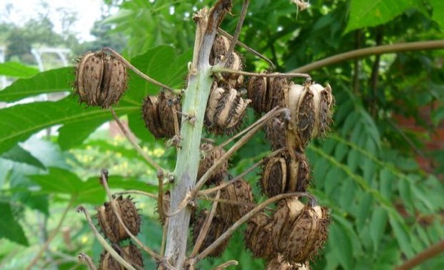 蓖麻油|这种剧毒植物,被称为“生化武器”,为何我们还要种植
