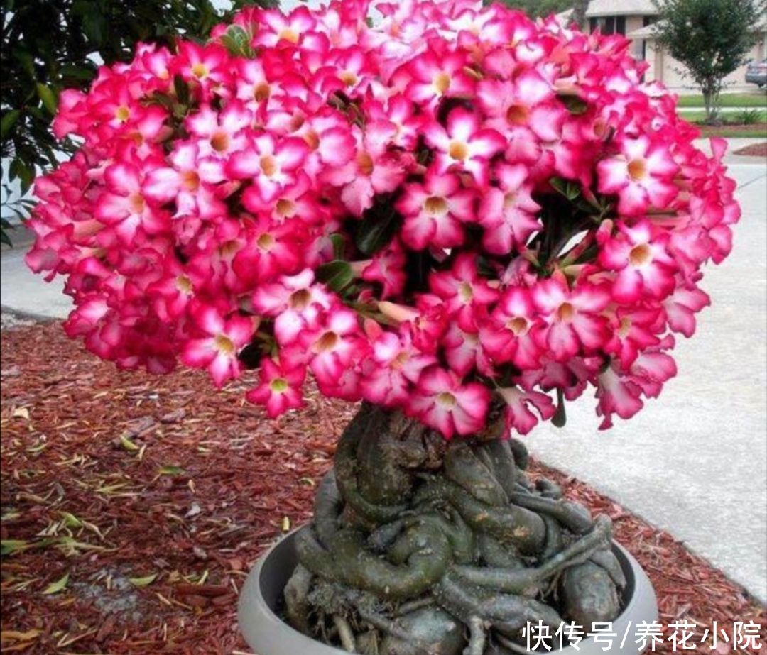 枝条|夏天养4种花，耐热、耐晒，开花多又勤